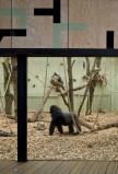 Gorilla Kingdom London Zoo