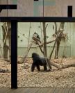 Gorilla Kingdom, London Zoo